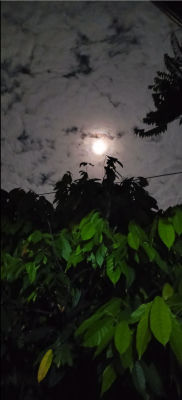 AI-generated nighttime photo of the moon through tree foliage