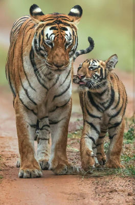 AI-generated image of a tiger and cub walking on a dirt path