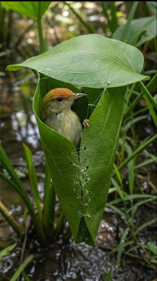 AI-generated image of a small bird sheltering inside a folded leaf