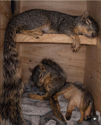 AI-generated image of squirrel resting in a wooden enclosure