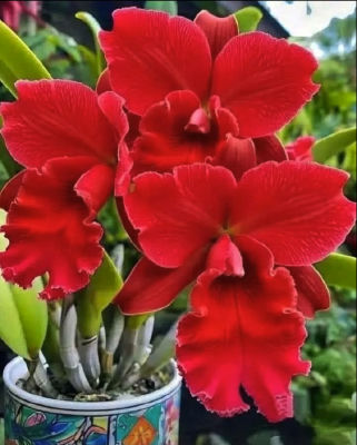 AI-generated image of a red orchid in a decorated pot