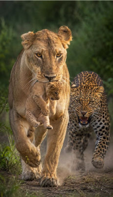 AI-generated image of a lion-leopard hybrid carrying a cub