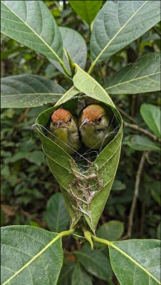 AI-generated image of two baby birds nestled in a folded leaf nest