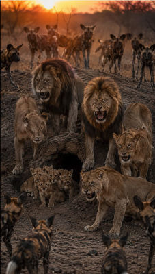 AI-generated scene of lions defending cubs against wild dogs at a savanna den