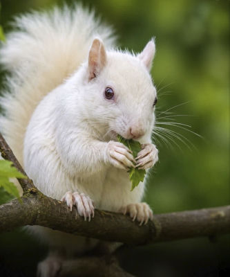 AI-generated image of a white squirrel eating a leaf