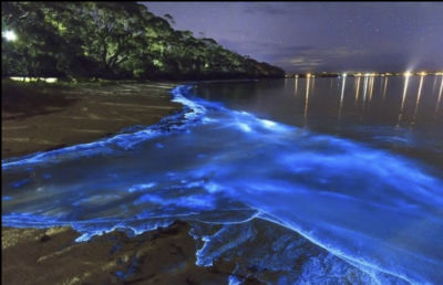 AI-generated image of bioluminescent water glowing along a beach at night
