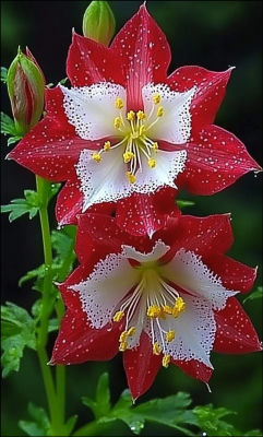 AI-generated image of red and white columbine flowers
