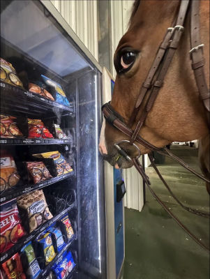 AI-generated image of a horse at a snack vending machine