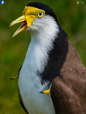 AI-generated image of a masked bird resembling a black-crowned night heron