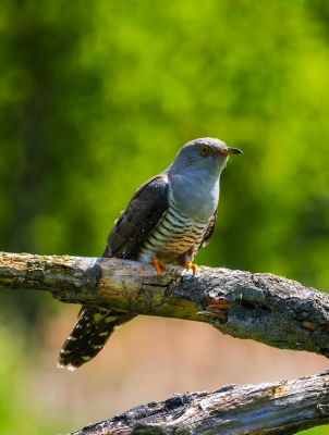 AI-generated image of a cuckoo perched on a branch