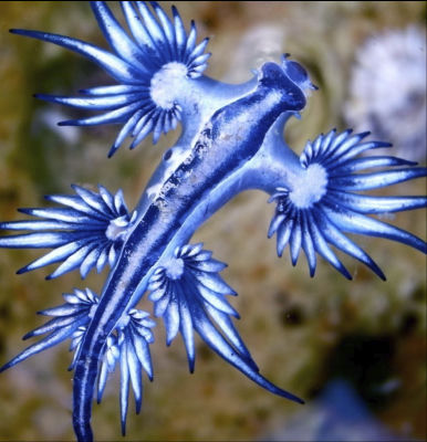 AI-generated image of a blue sea slug (Glaucus atlanticus)